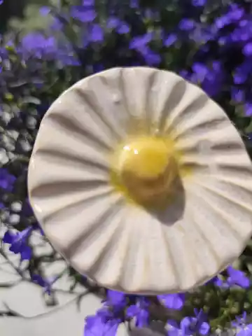 kwiat ceramiczny stokrotka